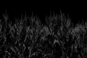 Corn field just before harvest in the summer in black and white Corn field just before harvest in the summer in black and white