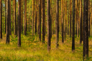 forest in the summer, soil covered with wild grass forest in the summer, soil covered with wild grass
