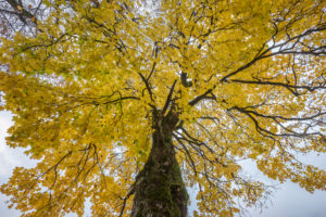 Germany, Bavaria, Garmisch-Partenkirchen, maple tree in autumn Germany, Bavaria, Garmisch-Partenkirchen, maple tree in autumn