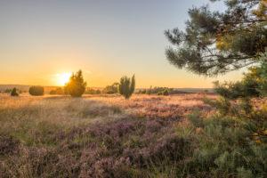 Germany, Lower Saxony, Heidekreis, Lüneburger Heide in the evening Germany, Lower Saxony, Heidekreis, Lüneburger Heide in the evening