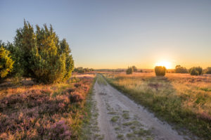 Germany, Lower Saxony, Heidekreis, Lüneburger Heide in the evening Germany, Lower Saxony, Heidekreis, Lüneburger Heide in the evening