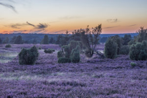 Deutschland, Niedersachsen, Heidekreis, Lüneburger Heide am Abend Deutschland, Niedersachsen, Heidekreis, Lüneburger Heide am Abend
