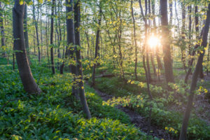 Germany, Lower Saxony, Wolfenbüttel, Elm, wild garlic bloom in the nature park Elm Germany, Lower Saxony, Wolfenbüttel, Elm, wild garlic bloom in the nature park Elm
