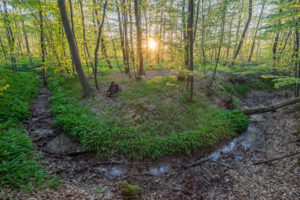 Germany, Lower Saxony, Wolfenbüttel, Elm, wild garlic bloom in the nature park Elm Germany, Lower Saxony, Wolfenbüttel, Elm, wild garlic bloom in the nature park Elm