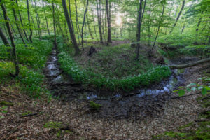 Germany, Lower Saxony, Wolfenbüttel, Elm, wild garlic bloom in the nature park Elm Germany, Lower Saxony, Wolfenbüttel, Elm, wild garlic bloom in the nature park Elm