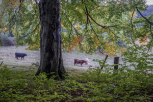 Germany, Saxony-Anhalt, Ilsenburg, cattle on a pasture in autumn Germany, Saxony-Anhalt, Ilsenburg, cattle on a pasture in autumn