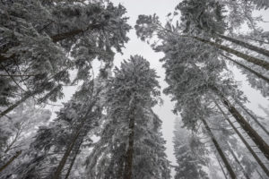 Deutschland, Sachsen-Anhalt, Nationalpark Harz im Winter Deutschland, Sachsen-Anhalt, Nationalpark Harz im Winter