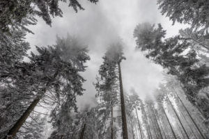 Germany, Saxony-Anhalt, Harz National Park in winter Germany, Saxony-Anhalt, Harz National Park in winter