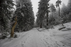 Germany, Saxony-Anhalt, Harz National Park in winter Germany, Saxony-Anhalt, Harz National Park in winter