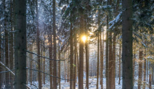 Germany, Saxony-Anhalt, Harz National Park, Harz National Park in winter Germany, Saxony-Anhalt, Harz National Park, Harz National Park in winter