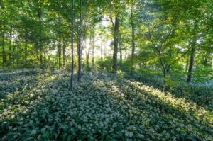 Germany, Saxony-Anhalt, Quedlinburg, wild garlic bloom in the park "Brühl" in the evening Germany, Saxony-Anhalt, Quedlinburg, wild garlic bloom in the park "Brühl" in the evening