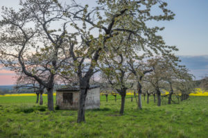 Germany, Saxony-Anhalt, Wernigerode, flowering cherry trees in front of rape field in the evening Germany, Saxony-Anhalt, Wernigerode, flowering cherry trees in front of rape field in the evening