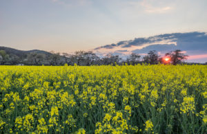 Germany, Saxony-Anhalt, Wernigerode, flowering cherry trees and rape field in the evening Germany, Saxony-Anhalt, Wernigerode, flowering cherry trees and rape field in the evening