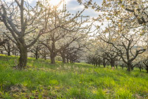 Germany, Saxony-Anhalt, Wernigerode, Blossoming cherry trees in the evening Germany, Saxony-Anhalt, Wernigerode, Blossoming cherry trees in the evening