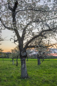 Germany, Saxony-Anhalt, Wernigerode, blossoming cherry trees in the evening Germany, Saxony-Anhalt, Wernigerode, blossoming cherry trees in the evening