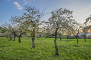 Germany, Saxony-Anhalt, Wernigerode, blossoming cherry trees in the evening Germany, Saxony-Anhalt, Wernigerode, blossoming cherry trees in the evening