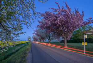 Germany, Thale, Weddersleben, Blossoming cherry trees on the highway, light trails, evening Germany, Thale, Weddersleben, Blossoming cherry trees on the highway, light trails, evening