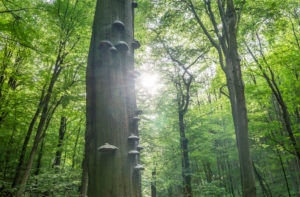 Germany, Thuringia, Hainich National Park, deciduous trees in spring Germany, Thuringia, Hainich National Park, deciduous trees in spring