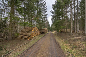 Germany, Saxony-Anhalt, Harz district, Piled up tree trunks (Polter) in the Harz Nature Park