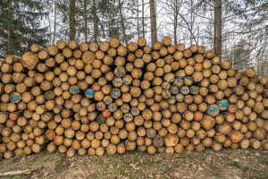 Germany, Saxony-Anhalt, Harz district, Piled up tree trunks (Polter) in the Harz Nature Park
