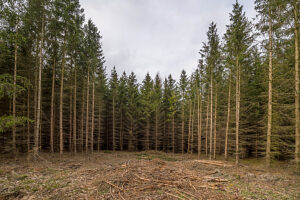 Germany, Saxony-Anhalt, Harz district, Dying spruce monoculture in the Harz Nature Park