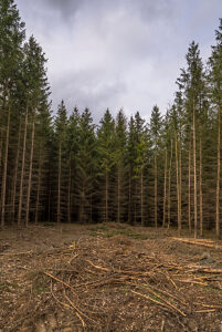 Germany, Saxony-Anhalt, Harz district, Dying spruce monoculture in the Harz Nature Park