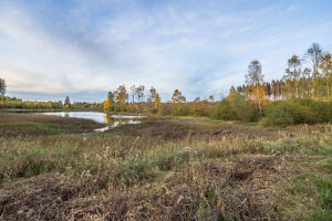 Germany, Lower Saxony, Clausthal-Zellerfeld, Oberer Pfauenteich in fall