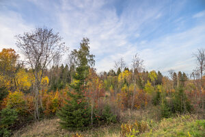 Germany, Lower Saxony, Clausthal-Zellerfeld, Forest in fall
