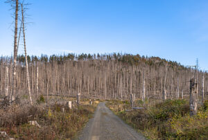 Germany, Saxony-Anhalt, Harz district, Dead spruces in the Harz National Park