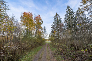 Germany, Lower Saxony, Clausthal-Zellerfeld, Path to the pond of the Oberharzer Wasserregal
