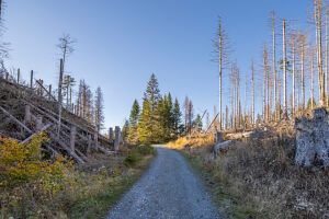 Germany, Saxony-Anhalt, Harz district, Dead spruces in the Harz National Park