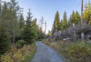 Germany, Saxony-Anhalt, Harz district, Dead and regrowing spruce trees in the Harz National Park