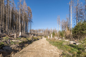 Germany, Saxony-Anhalt, Harz district, Dead spruces in the Harz National Park