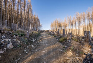Germany, Saxony-Anhalt, Harz district, Dead spruces in the Harz National Park