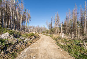 Germany, Saxony-Anhalt, Harz district, Dead spruces in the Harz National Park