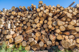 Germany, Saxony-Anhalt, Harz district, Piled up tree trunks (Polter) in the Harz National Park