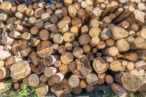 Germany, Saxony-Anhalt, Harz district, Piled up tree trunks (Polter) in the Harz National Park