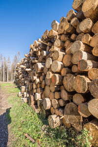 Germany, Saxony-Anhalt, Harz district, Piled up tree trunks (Polter) in the Harz National Park