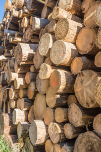 Germany, Saxony-Anhalt, Harz district, Piled up tree trunks (Polter) in the Harz National Park