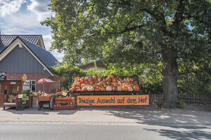 Germany, Lower Saxony, Gifhorn, Pumpkins for sale