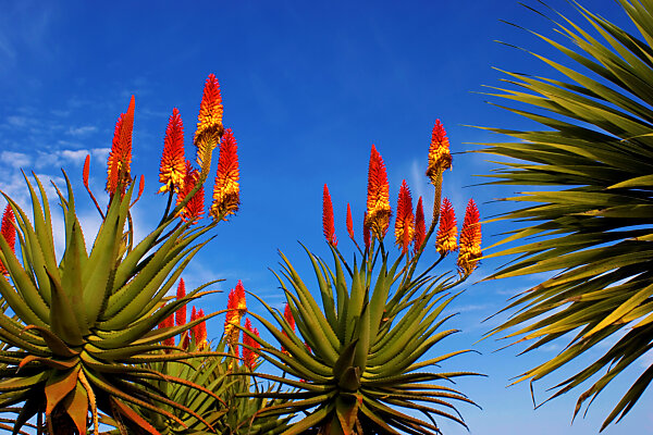 Bildagentur | mauritius images | Spanien, Mallorca, Vegetation, Agave,  Blten, Insel, Balearen, Mittelmeerinsel, Arta, Sommer, Sonne, Klima,  Wrme, Pflanzen, Agaven, Agavenblte, Agavenblten, rot, Flora, Natur,