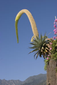 bogenhanf direkte sonne Dracaena zeylanica