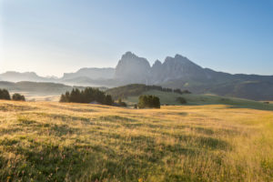 Seiser Alm, Kastelruth, Südtirol, Provinz Bozen, Italien, Europa. Frühling auf der Seiser Alm mit Blick zum Langkofelmassiv Seiser Alm, Kastelruth, Südtirol, Provinz Bozen, Italien, Europa. Frühling auf der Seiser Alm mit Blick zum Langkofelmassiv