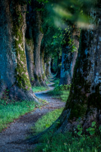 Holzkirchen, Landkreis Miesbach, Oberbayern, Bayern, Deutschland, Europa. Morgendämmerung am Steindlweg in der Koglallee Holzkirchen, Landkreis Miesbach, Oberbayern, Bayern, Deutschland, Europa. Morgendämmerung am Steindlweg in der Koglallee