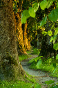 Holzkirchen, Landkreis Miesbach, Oberbayern, Bayern, Deutschland, Europa. Sonnenaufgang am Steindlweg in der Koglallee Holzkirchen, Landkreis Miesbach, Oberbayern, Bayern, Deutschland, Europa. Sonnenaufgang am Steindlweg in der Koglallee