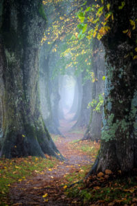 Holzkirchen, Miesbach, Upper Bavaria, Bavaria, Germany, Europe, Autumn mist at Steindlweg in Koglallee