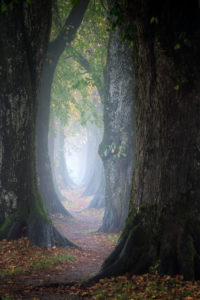 Holzkirchen, Miesbach, Upper Bavaria, Bavaria, Germany, Europe, Autumn mist at Steindlweg in Koglallee