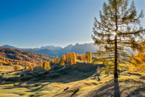 Hochabtei / Alta Badia, Provinz Bozen, Südtirol, Italien, Europa. Herbst auf den Armentarawiesen, im Hintergrund die Marmolada Hochabtei / Alta Badia, Provinz Bozen, Südtirol, Italien, Europa. Herbst auf den Armentarawiesen, im Hintergrund die Marmolada