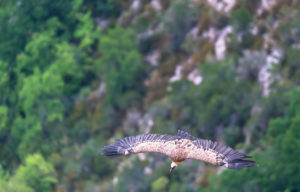 Griffon vulture (Gyps fulvus) gliding over Verdon Gorge, Alpes de Haute Provence, Provence, France, Europe Griffon vulture (Gyps fulvus) gliding over Verdon Gorge, Alpes de Haute Provence, Provence, France, Europe