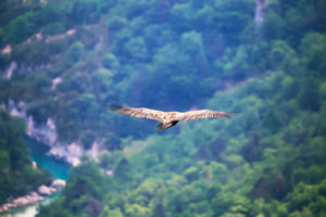 Griffon vulture (Gyps fulvus) gliding over Verdon Gorge, Alpes de Haute Provence, Provence, France, Europe Griffon vulture (Gyps fulvus) gliding over Verdon Gorge, Alpes de Haute Provence, Provence, France, Europe